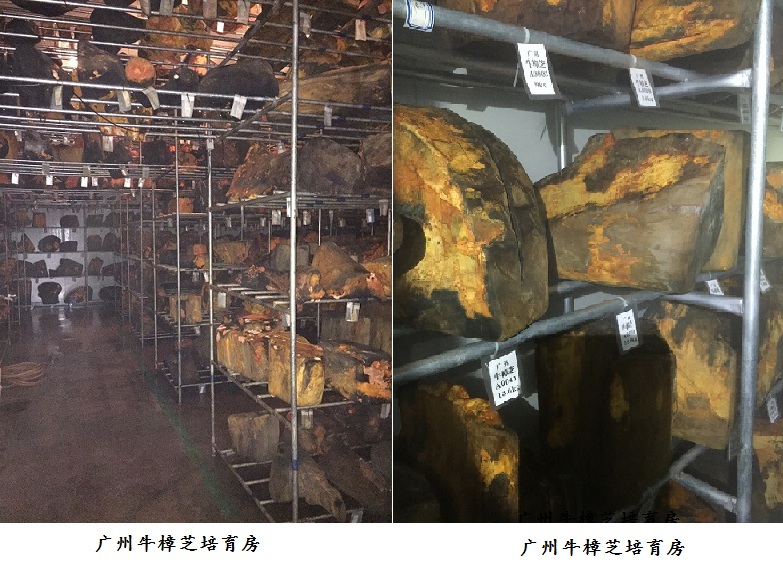 广州牛樟芝菇房1.jpg