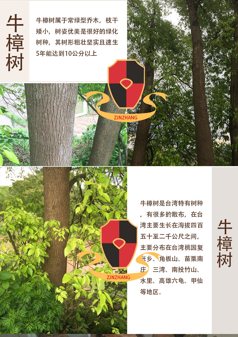 牛樟树2.jpg